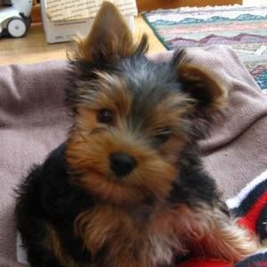 Meet your Posher, Ginny